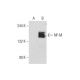 NF-M Antibody (NF-09) - Western Blotting - Image 128640 