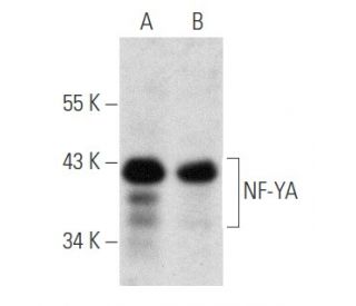 western blotting image from recommended NF-YA (G-2) monoclonal antibody replacement. Image 354824