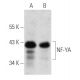 western blotting image from recommended NF-YA (G-2) monoclonal antibody replacement. Image 354824