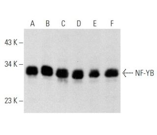 western blotting image from recommended NF-YB (G-2) monoclonal antibody replacement. Image 358412