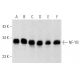 western blotting image from recommended NF-YB (G-2) monoclonal antibody replacement. Image 358412