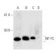NF-YC Antibody (C-2) - Western Blotting - Image 290870 