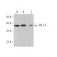 NF-YC Antibody (C-2) - Western Blotting - Image 373589