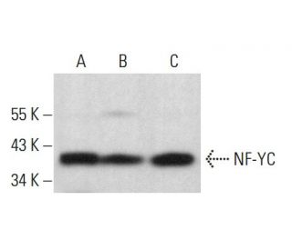 western blotting image from recommended NF-YC (G-12) monoclonal antibody replacement. Image 382095