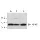 western blotting image from recommended NF-YC (G-12) monoclonal antibody replacement. Image 382095