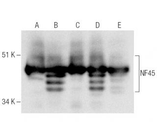 NF45 Antibody (A-8) - Western Blotting - Image 285771 