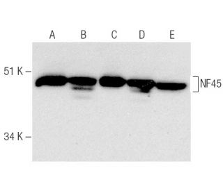 NF45 Antibody (H-4) - Western Blotting - Image 285773 