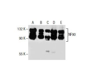 NF90 Antibody (21) - Western Blotting - Image 154561 