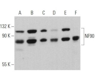 NF90 Antibody (A-3) - Western Blotting - Image 360699 