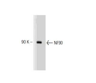 NF90 Antibody (21) - Western Blotting - Image 127544 