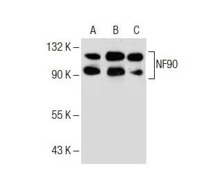 NF90 Antibody (A-3) - Western Blotting - Image 285059
