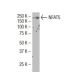 NFAT5 Antibody (37X) - Western Blotting - Image 34462