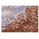 immunohistochemistry image from recommended NFATc1 (7A6) monoclonal antibody replacement. Image 352928