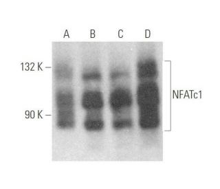 NFATc1 Antibody (H-10) - Western Blotting - Image 351318 