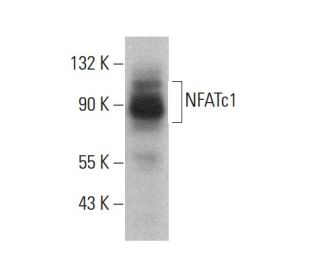 NFATc1 Antibody (7A6) - Western Blotting - Image 380238Each CRISPR/Cas9 Knockout (KO) Plasmid product consists of a pool of 3 plasmids designed to ensure identification and cleavage of a specific gene for maximum knockout efficiency. Each plasmid encodes a unique 20 nt sequence derived from the GeCKO (v2) library.