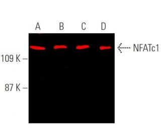 NFATc1 Antibody (7A6) - Western Blotting - Image 369636