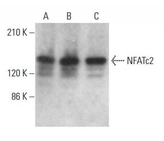 NFATc2 Antibody (4G6-G5) - Western Blotting - Image 379211 