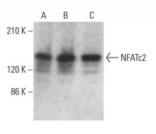 western blotting image from recommended NFATc2 (4G6-G5) monoclonal antibody replacement. Image 379211