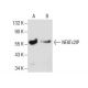 NFATc2IP Antibody (B-1) - Western Blotting - Image 285011 