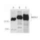 western blotting image from recommended NFATc3 (F-1) monoclonal antibody replacement. Image 1021