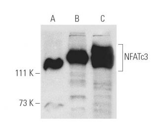 western blotting image from recommended NFATc3 (F-1) monoclonal antibody replacement. Image 1021