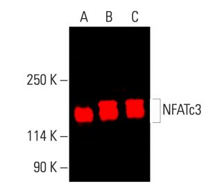 NFATc3 Antibody (F-1) - Western Blotting - Image 404046