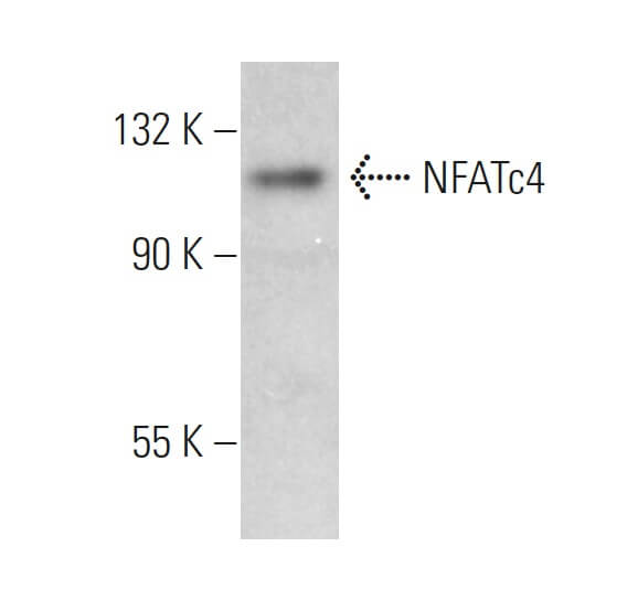 NFATc4 Antibody (B-2) | SCBT - Santa Cruz Biotechnology