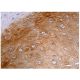immunohistochemistry image from recommended NFATc4 (B-2) monoclonal antibody replacement. Image 160213