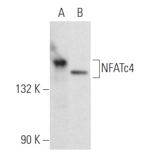 NFATc4抗体(F-4) | SCBT - Santa Cruz Biotechnology