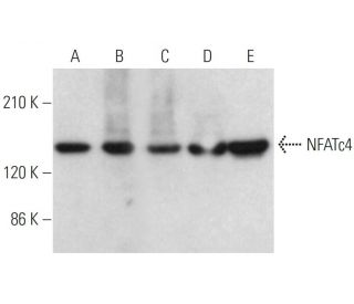 NFATc4 Antibody (F-4) - Western Blotting - Image 377292