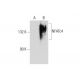 NFATc4 (F-3): sc-271091. Western blot analysis of NFATc4 expression in non-transfected: sc-117752 (A) and human NFATc4 tra 