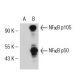 NF kappa B p50 (E-10): sc-8414. Western blot analysis of NF kappa B p50... 