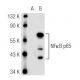 RELA/NFκB p65 Antibody (4H212) - Western Blotting - Image 45534 
