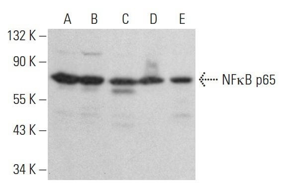 RELA/NFκB p65 Antibody (A-12) | SCBT - Santa Cruz Biotechnology