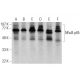 western blotting image from recommended RELA/NFκB p65 (F-6) monoclonal antibody replacement. Image 359554