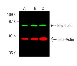 RELA/NFκB p65 Antibody (F-6) | SCBT - Santa Cruz Biotechnology