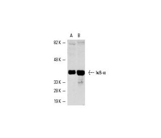 NFKBIA/IkB alpha Antibody (H-4) - Western Blotting - Image 1062