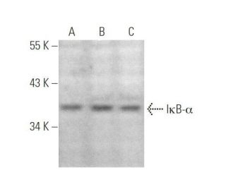 NFKBIA/IkB alpha Antibody (H-4) - Western Blotting - Image 349916
