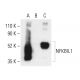 NFKBIL1 Antibody (A-6) - Western Blotting - Image 403901