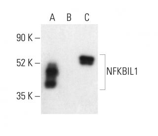 NFKBIL1 Antibody (C-5) - Western Blotting - Image 403902