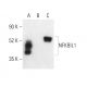 NFKBIL1 Antibody (C-5) - Western Blotting - Image 403902