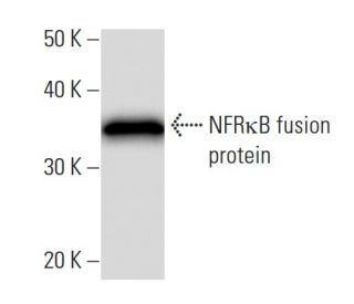 NFR&kappa;B Antibody (445C4a) - Western Blotting - Image 16721