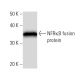 NFRκB Antibody (445C4a) - Western Blotting - Image 16721