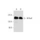 NFRκB Antibody (A-12) - Western Blotting - Image 333762 