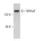 NFRκB Antibody (A-12) - Western Blotting - Image 367173