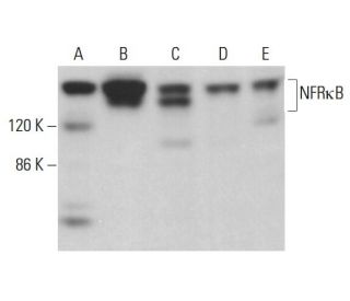 NFR&kappa;B Antibody (A-12) - Western Blotting - Image 378206 