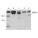 NFRκB Antibody (A-12) - Western Blotting - Image 378206 