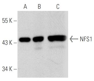 NFS1 Antibody (2635E1a) - Western Blotting - Image 30731 