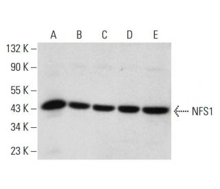 NFS1 Antibody (B-7) - Western Blotting - Image 320303 