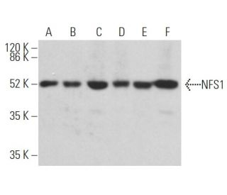 NFS1 Antibody (B-7) - Western Blotting - Image 362467